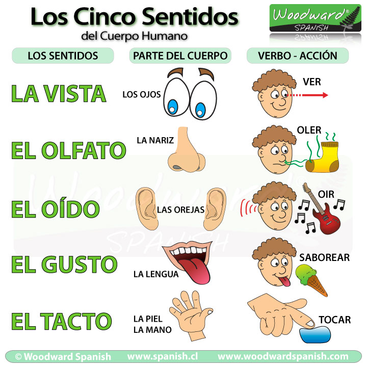cinco-sentidos-5-senses-spanish