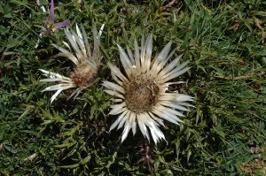 Carlina acaulis (8)