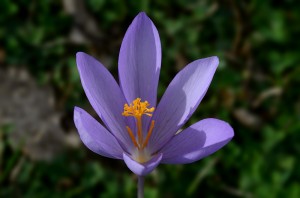 Crocus nudiflorus