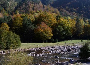 1_El bosque en Otoño