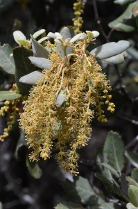 La flor de la carrasca (Quercus ilex)