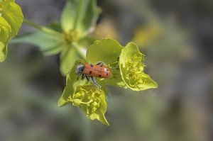 Un coleóptero (Trichodes octopunctatus) sobre las flores de la lechetrezna (Euphorbia serrata)