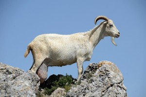 Un habitante de las peñas.