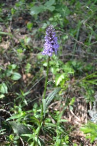 8_Dactylorhiza fuchsii