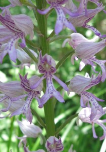 8_Orchis militaris