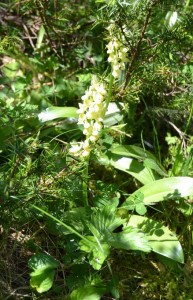 8_Orchis pallens