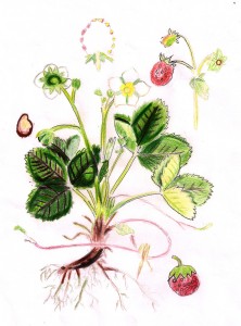 B11_Fragaria vesca