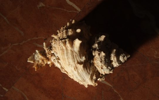 Chicorus sp.