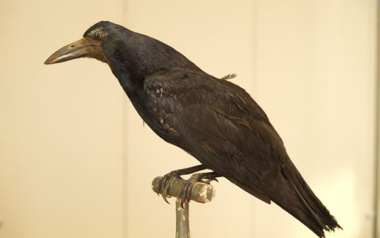 Corvus frugileus